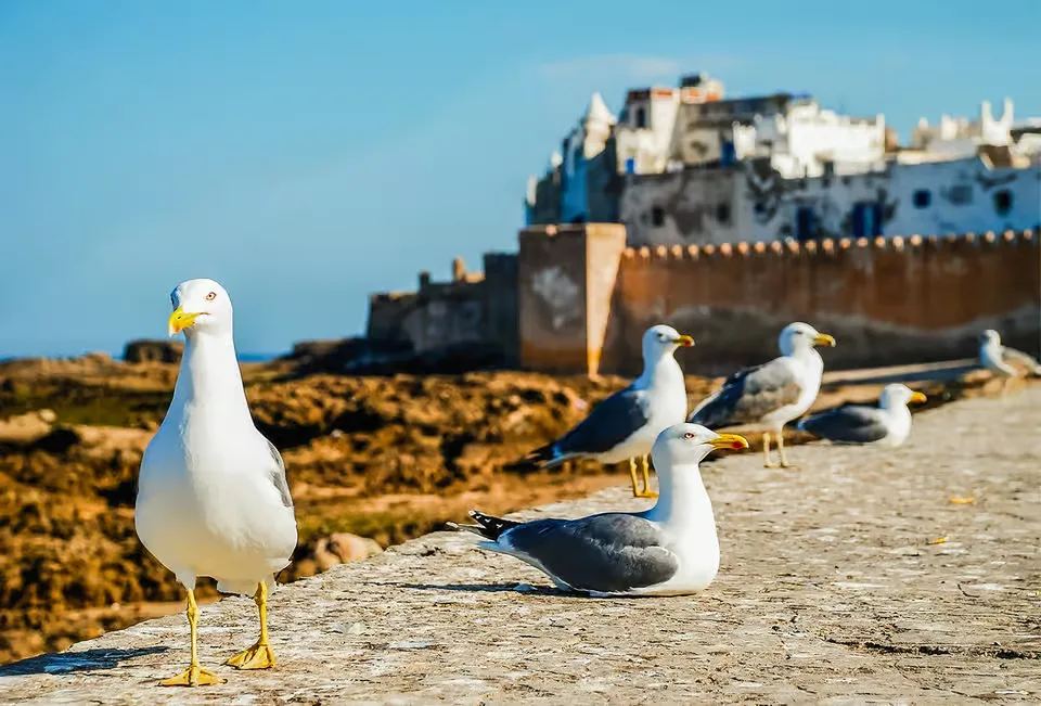 Essaouira Day Trip photo 2